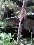 A bee's nest in the woods near Caño Cristales