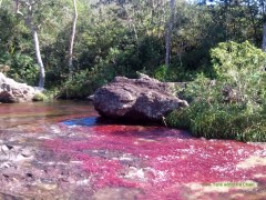 The bright algae blossoms of Caño Cristales