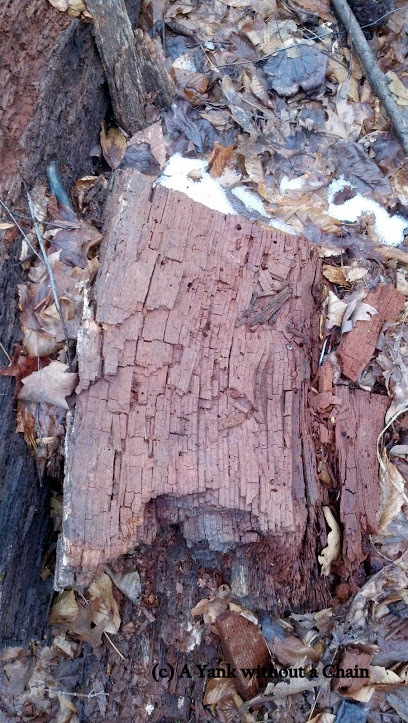 Rotting wood in the Weir Preserve