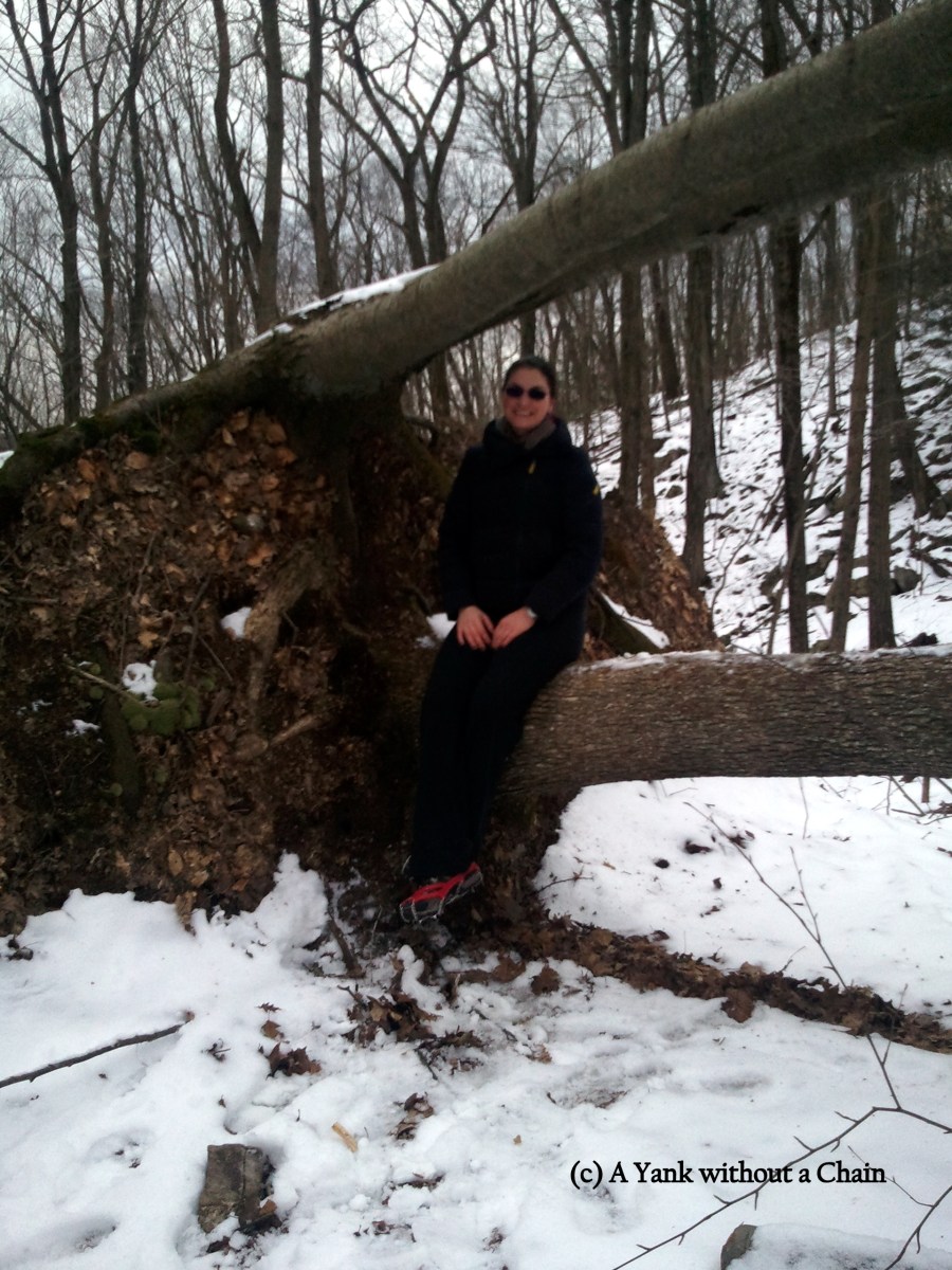 The Yank without a Chain taking a rest at Tarrywile