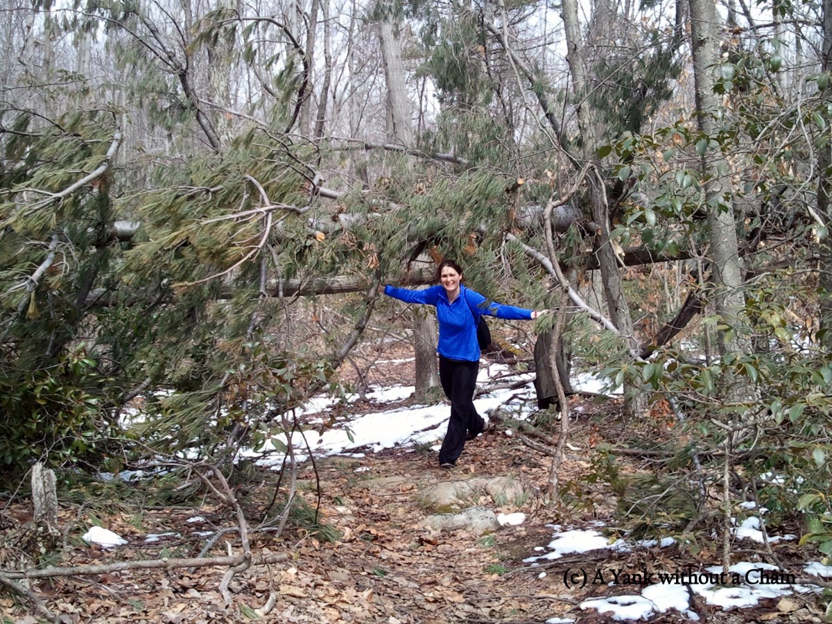 Dori and a downed tree at Ward Pound Ridge