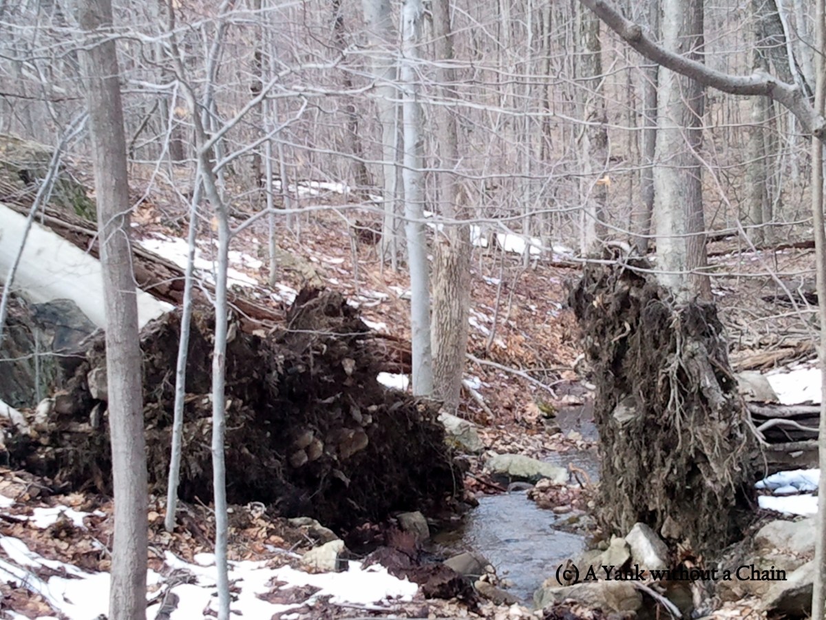Split trees framing a river at Ward Pound Ridge