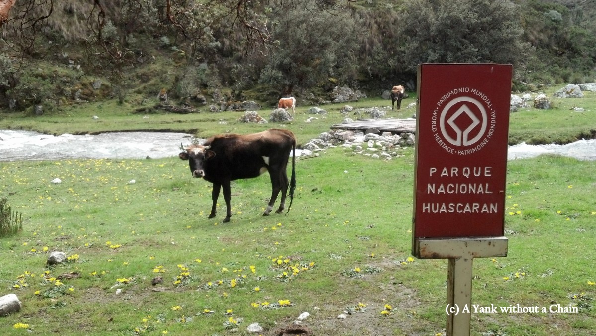 We're on our way! The cows were welcome company.