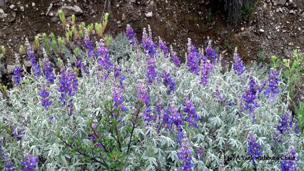 Gorgeous flowers native to the area