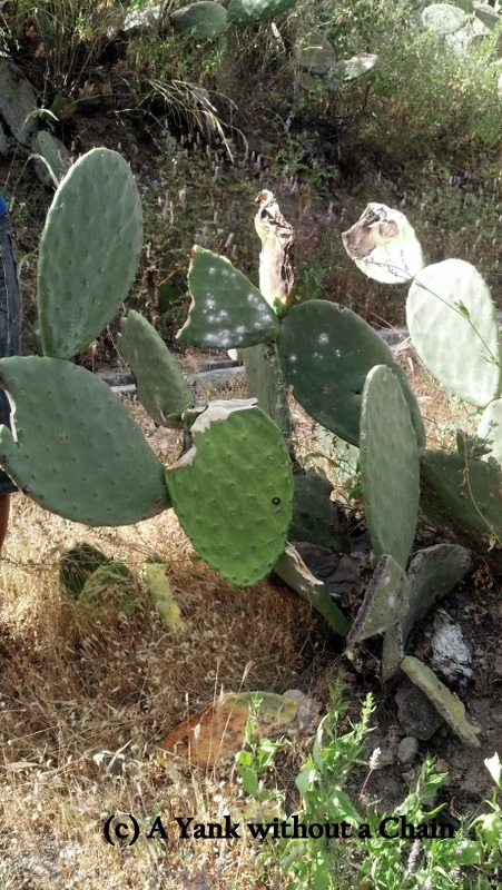 Those white spots are actually cochineal insects whose blood is used to make red dye