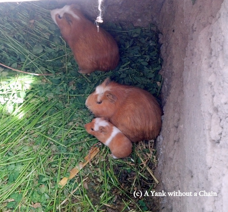 Guinea pigs, before they are cuy