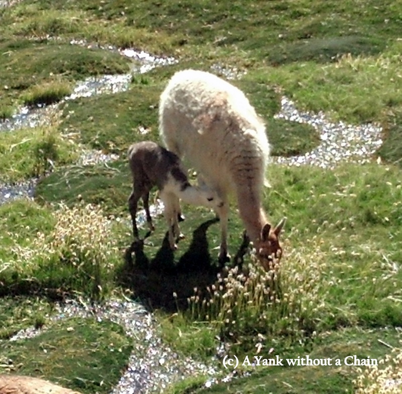 A llama and her baby