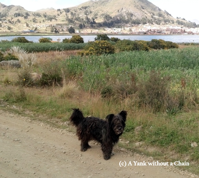 My loyal canine companion on the road to Yampaputa