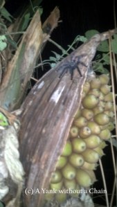 A tarantula that we saw on a night hike, sitting on some motacu.