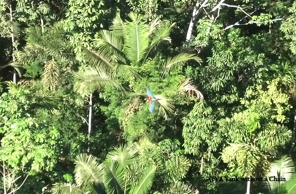 We visited a huge Macaw nest and saw a dozen birds playing in the treetops.