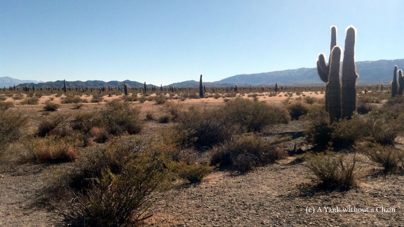 A cactus field which lies adjacent to Tintin near Cachi