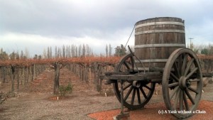 The Rutini vineyard with a wine-transporting bucket
