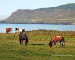 Horses grazing at Bakkagerdi