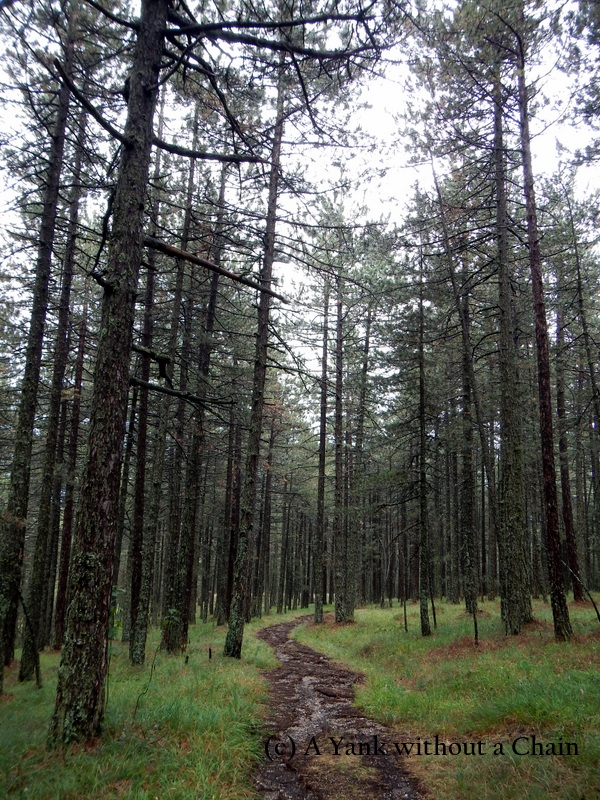 A hiking trail in National Park Tara