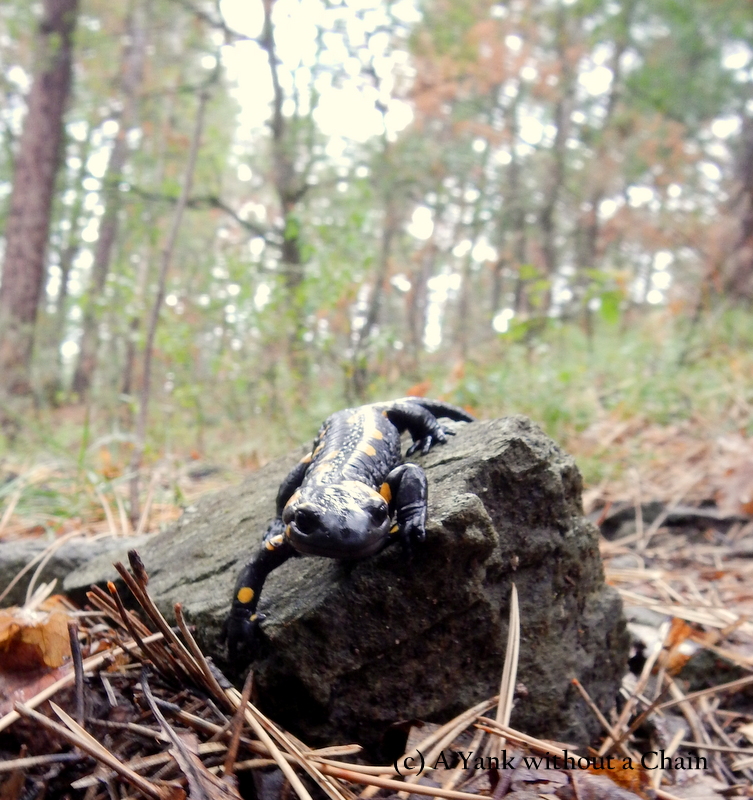 My new buddy, a fire salamander in National Park Tara