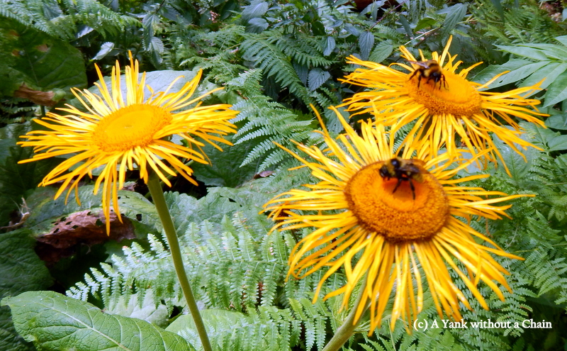 Seen in National Park Tara