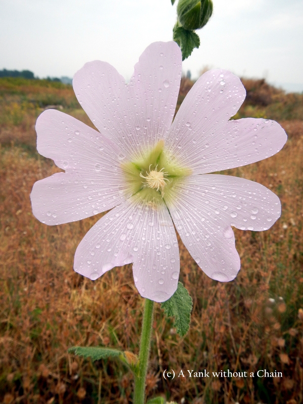 A flower in the rain in Nis