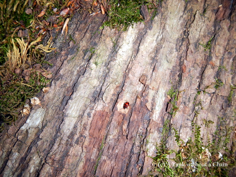 A ladybug on a log