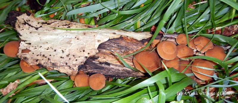 Mushrooms on a log
