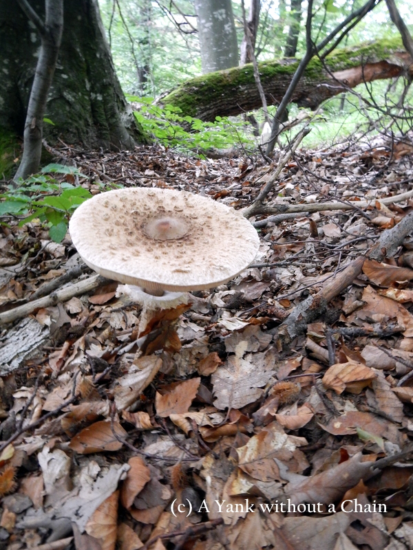 A mushroom in Cisnadioara