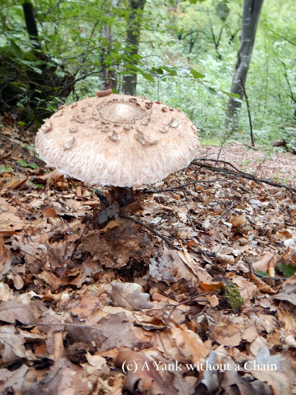 Another mushroom in Cisnadioara