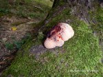 Yet another mushroom in Cisnadioara. This one is bleeding!
