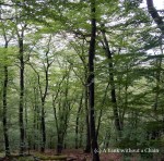 The woods in Cisnadioara