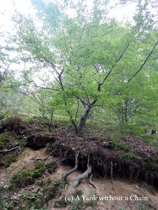 A very determined tree with a crazy root system!