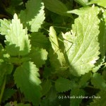 A grasshopper near Veliko Tarnovo