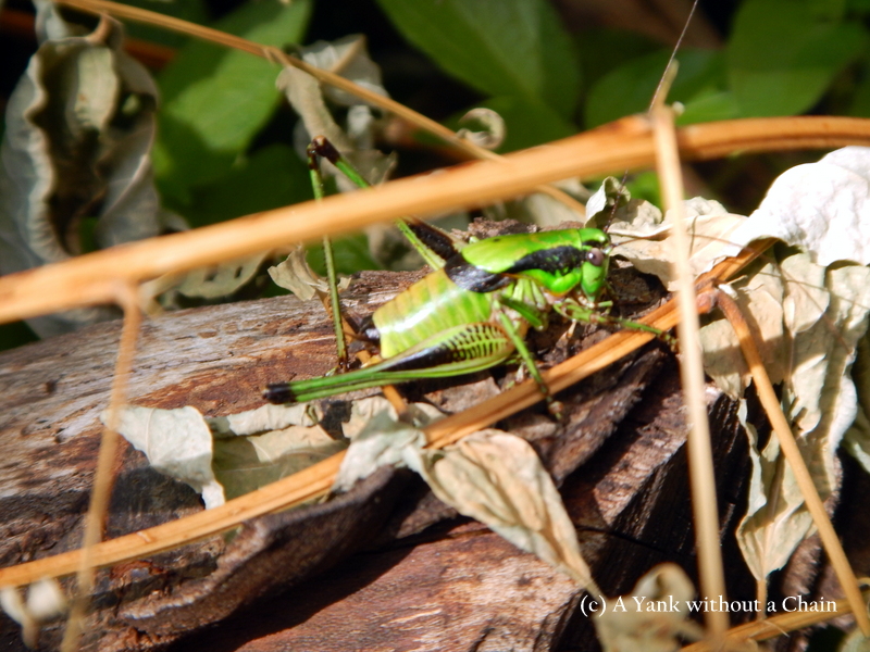 Another view of the most awesome grasshopper to have ever lived
