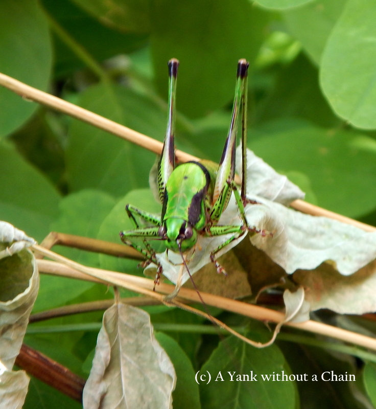 The most awesome grasshopper I have ever seen