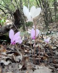 Abundant white and purple flowers in the forest outside Veliko Tarnovo