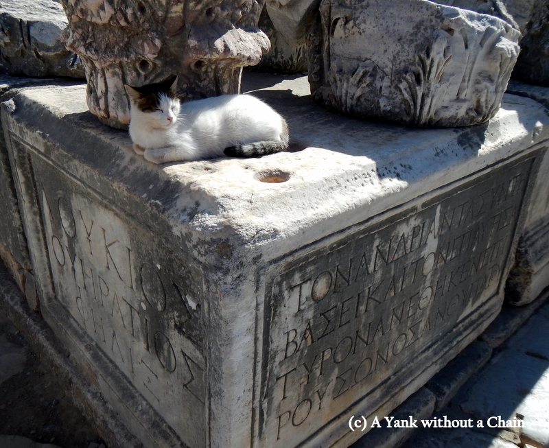 There were dozens of stray cats at Ephesus, and they knew how to make themselves comfortable!