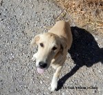 A new friend in Datca