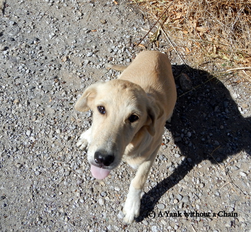 A new friend in Datca