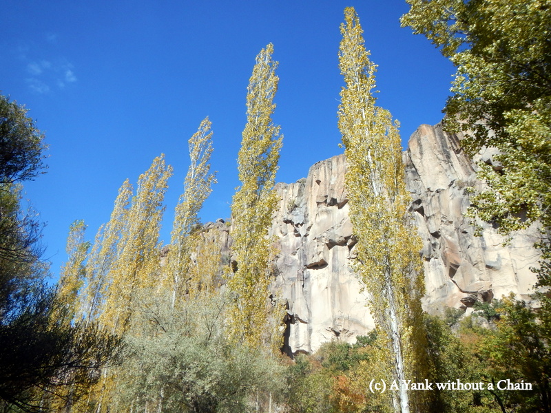 Poplar trees in the Ihlara Valley