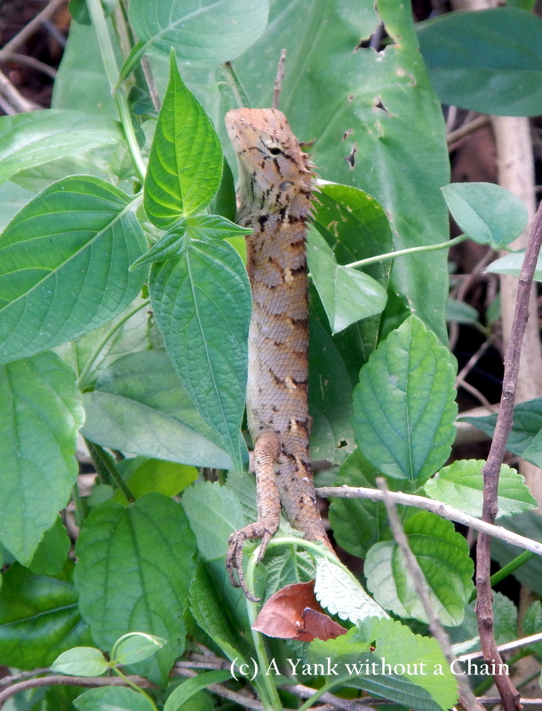 New friend on Lantau Island