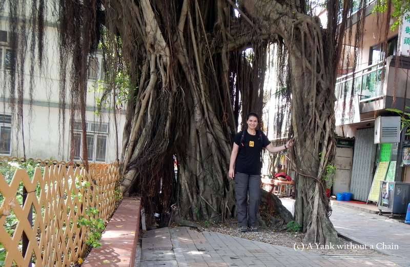 These amazing trees were everywhere in Hong Kong!