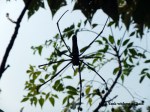 A massive spider seen on the Lantau Trail