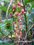 Plants about to drop their seeds on the Lantau Trail