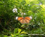 One of the hundreds of butterflies we saw on our hike