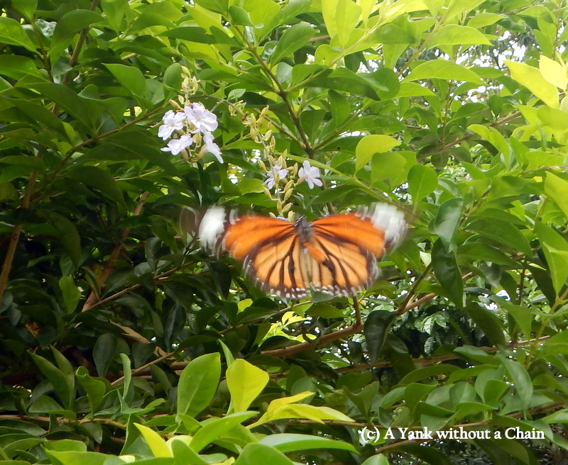 One of the hundreds of butterflies we saw on our hike