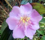 A flower at the Po Lin Monastery