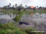 A water buffalo in Hoi An