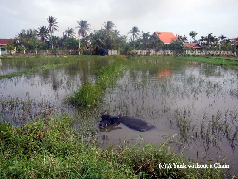 A water buffalo in Hoi An