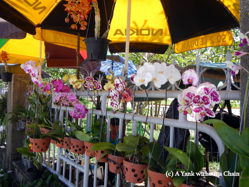 Orchids for sale in Hue