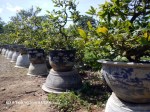 Potted plants inside the imperial citadel in Hue