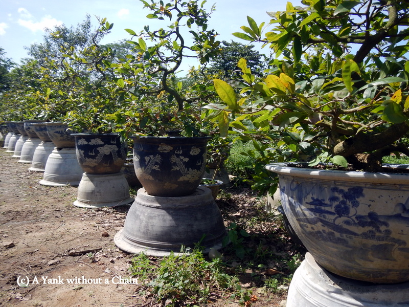 Potted plants inside the imperial citadel in Hue