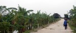 A woman walking among banana trees near Ninh Binh