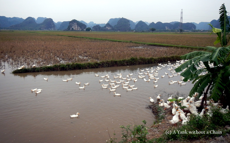 Ducks in the paddy fields near Ninh Binh